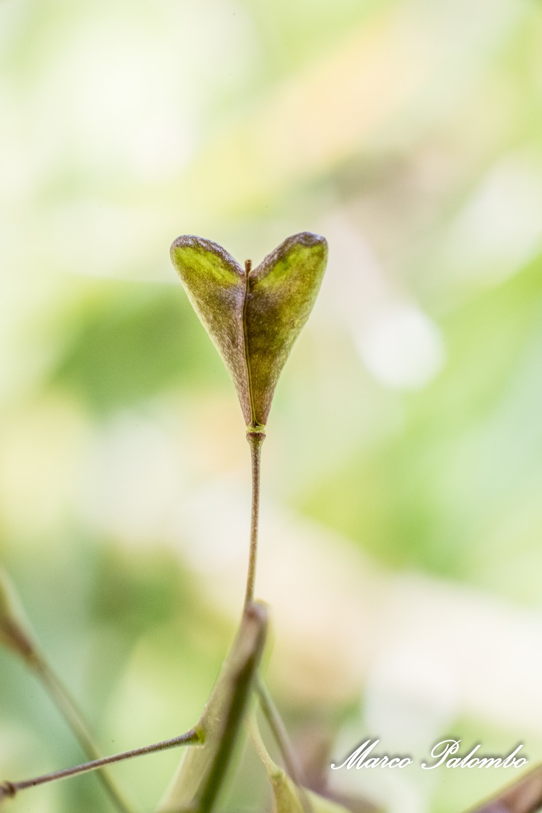 La forma diversa dell’amore