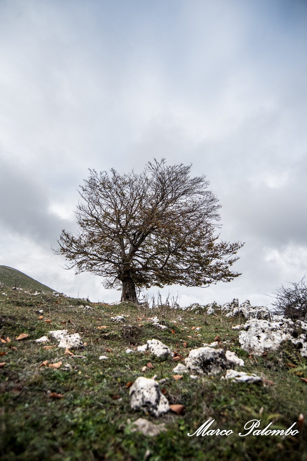 La farfalla e la felicità